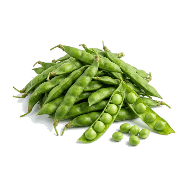 Tuver Beans