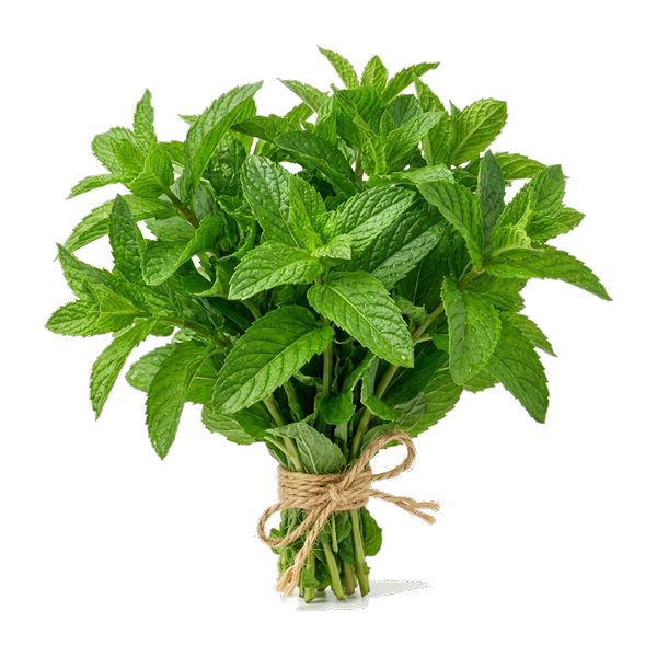 Fresh Mint